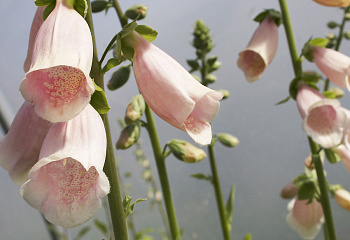 Наперстянка Digitális Apricot Beauty 