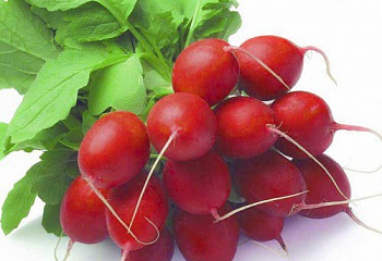 Редис Radish Helro 