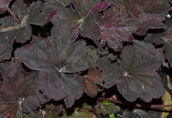 Гейхера  Heuchera Petite Marbled Burgundy 