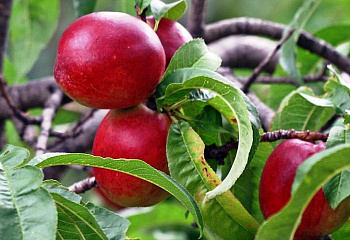 Нектарин Prunus nucipersica Ишуньский