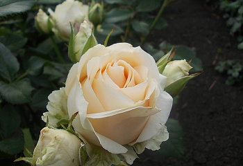 Роза Rósa Avalanche Peach 