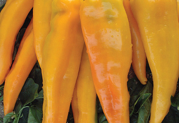 Перец сладкий  Sweet pepper Cornito Giallo 