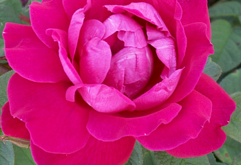 Роза Rósa Parfum de L'Hay 