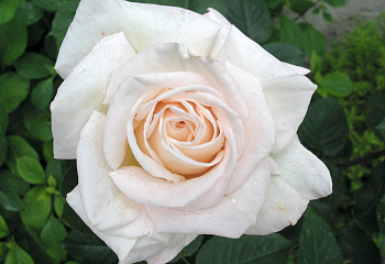 Роза Rósa White Bear 