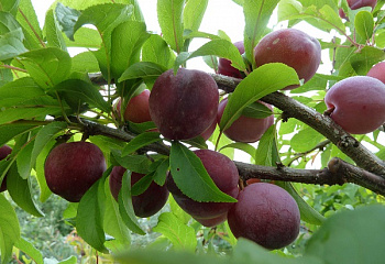 Алыча Prunus divaricataм Субхи ранняя