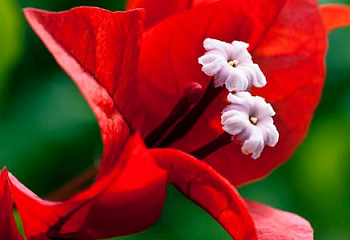Бугенвиллия или Бумажный цветок  Bougainvillea Hawaian Red 