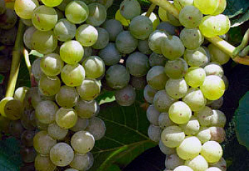 Виноград винный Vitis vinifera Cortese