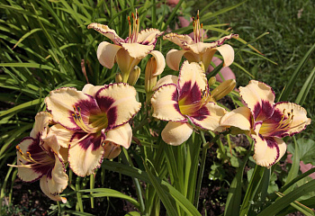 Лилейник Hemerocállis Bоrdеr Bаbу 