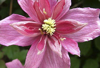 Клематис Clématis Broughton Star 