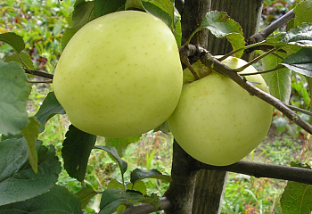 Яблоня Народное