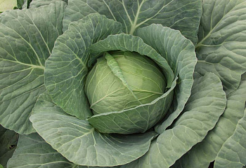 Капуста кочанная Cabbage Hermes 