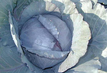 Капуста кочанная Cabbage Avangard 