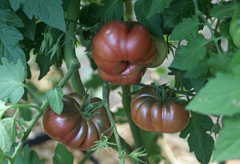 Помидор Тomato Purple Calabash 