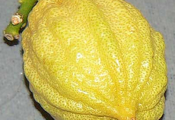 Лимон Citrus limon Canaliculata di Palermo 