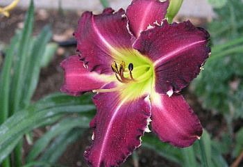 Лилейник Hemerocállis Tooth 