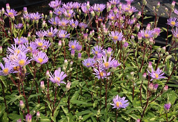 Астра многолетняя кустарниковая  Aster dumosus  August Sky 