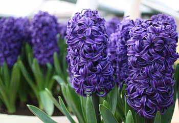 Гиацинт Hyacinthus Grand Lilac 