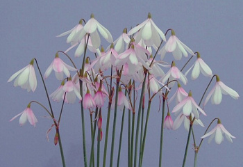 Белоцветник волосовидный Leucojum trichophyllum 