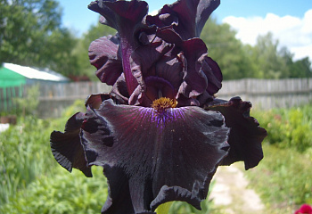 Ирис Íris Dark Triumph 