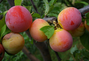 Слива Алтайская юбилейная