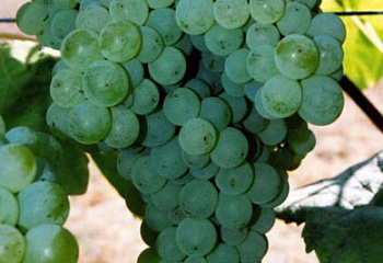 Виноград плодовый Vitis vinifera Spartan Seedless