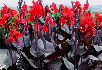 Канна Canna King Humbert 