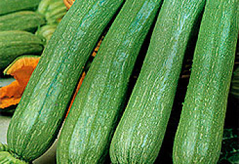 Кабачок Marrow squash Arlika 