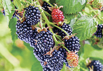 Ежевика Rubus Chester Blackberry