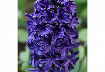 Гиацинт Hyacinthus Aida 