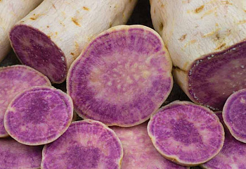 Батат или Сладкий картофель Sweet Potato Okinawan Purple 