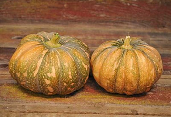 Тыква Squash Baramasi Squash Moschata 