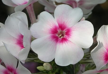 Флокс Phlox Kirmeslander 