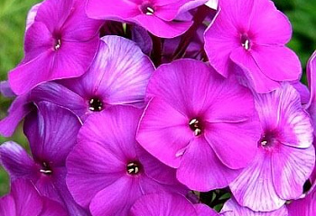 Флокс Phlox Otello 
