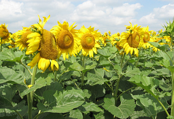 Подсолнечник Sunflower Zhalon 