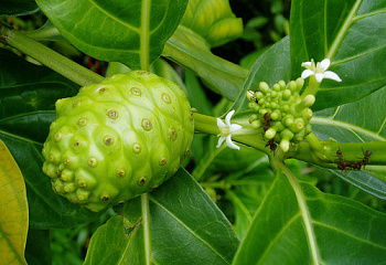 Моринда цитрусолистная или Сырное дерево Morinda citrifolia 