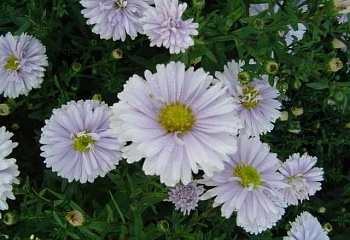 Астра многолетняя виргинская Aster novi-belgii Brigitte 