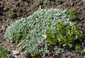 Антеннария альпийская или Кошачья лапка Antennaria alpina 