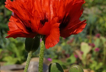 фото: мак Scarlet Paeony мак Scarlet Paeony