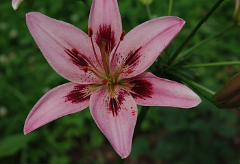 Лилия Lílium Lady Eliane 