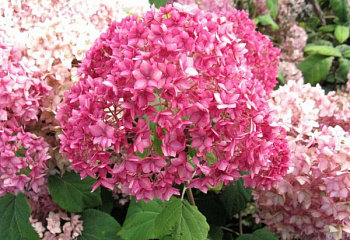 Гортензия древовидная Hydrangéa arboréscens Bella Anna 