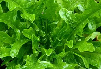 Салат Lettuce Catalogna 
