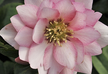 Морозник Helléborus Cotton Candy 