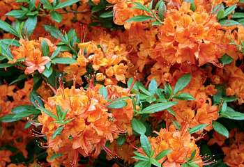 фото: Рододендрон Coccinea Speciosa Рододендрон Coccinea Speciosa