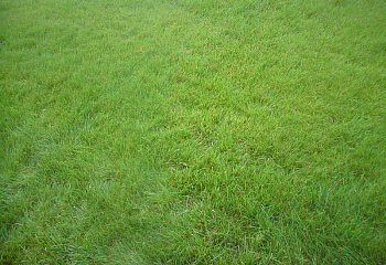 Трава газонная Trifolium Robustica 