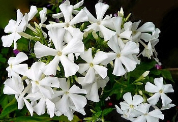 Флокс Phlox Casablanca 