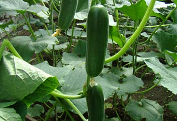 Огурец Cucumber Fontina 