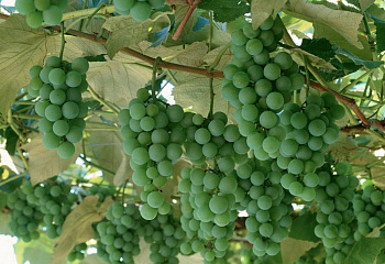 Виноград плодовый Vitis vinifera Remaily Seedless