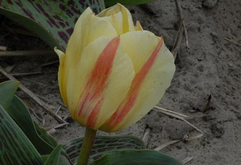 Тюльпан Túlipa Frieda van Hasselt 