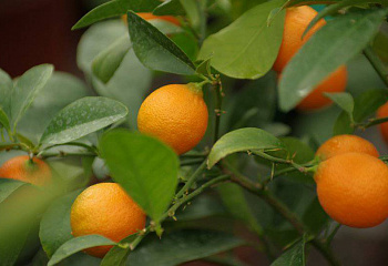 Рангпур Rangpur (гибрид мандарина и лимона) 