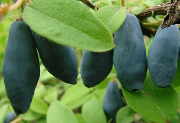 Жимолость съедобная Lonicera edulis Ульяна